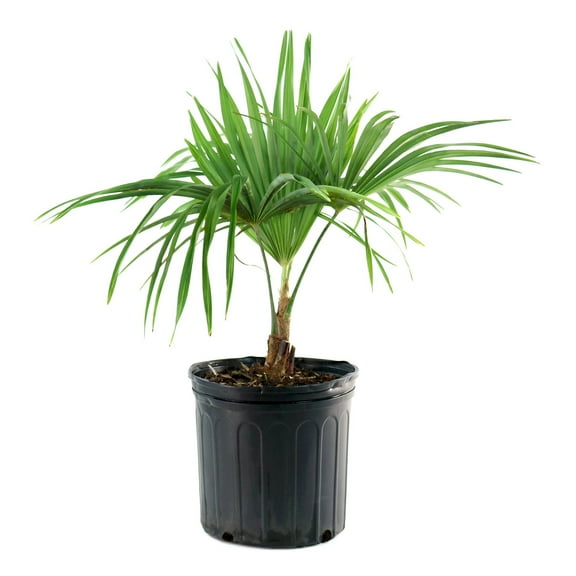 National Plant Network 3 gal. Windmill Palm