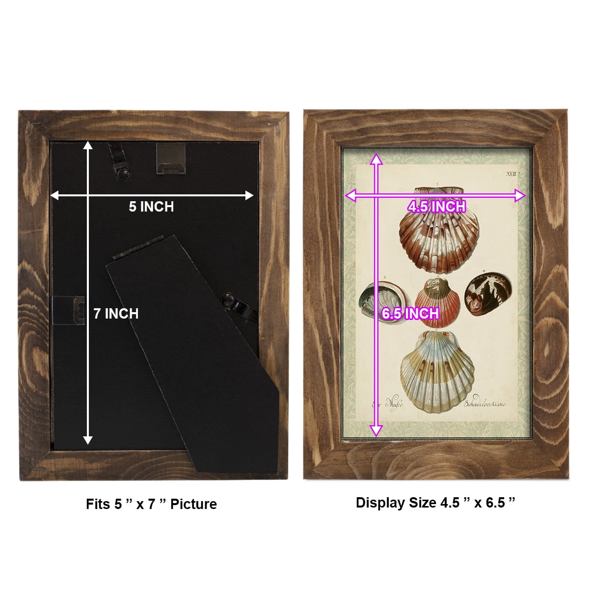 Bookplate Shells III - Framed Print w/glass - Walnut