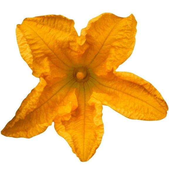 Hollis Yellow Squash Blossom Wall Decal Cutout