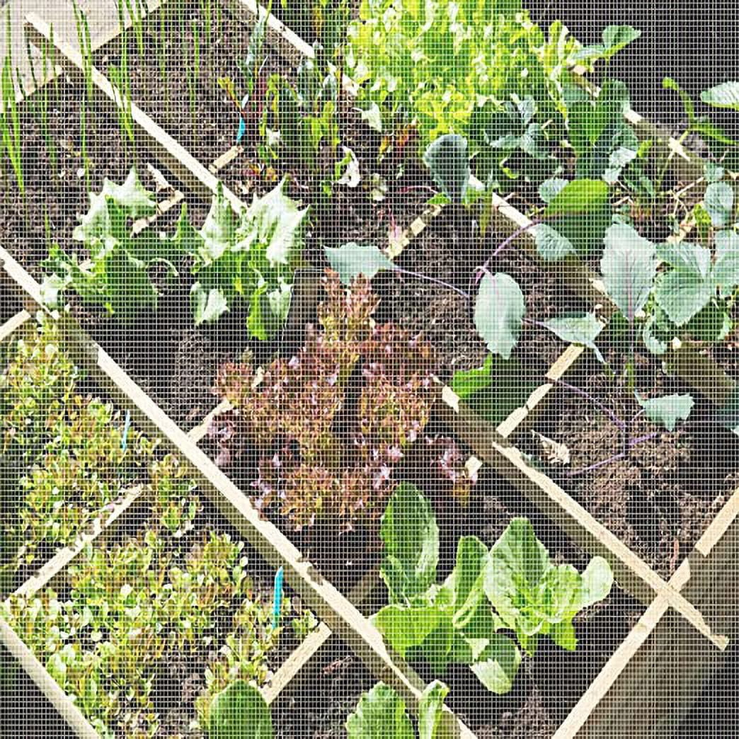 Nvzi-c Garden Netting Screen Netting 10x20ft Plant Covers for Protect Plants Fruits Flowers Vegetables, Greenhouse Row Cover Patio Protection, White