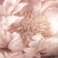 thumbnail image 2 of Kimberly, Allen 12x12 Black Ornate Wood Framed with Double Matting Museum Art Print Titled - Peony Center, 2 of 4