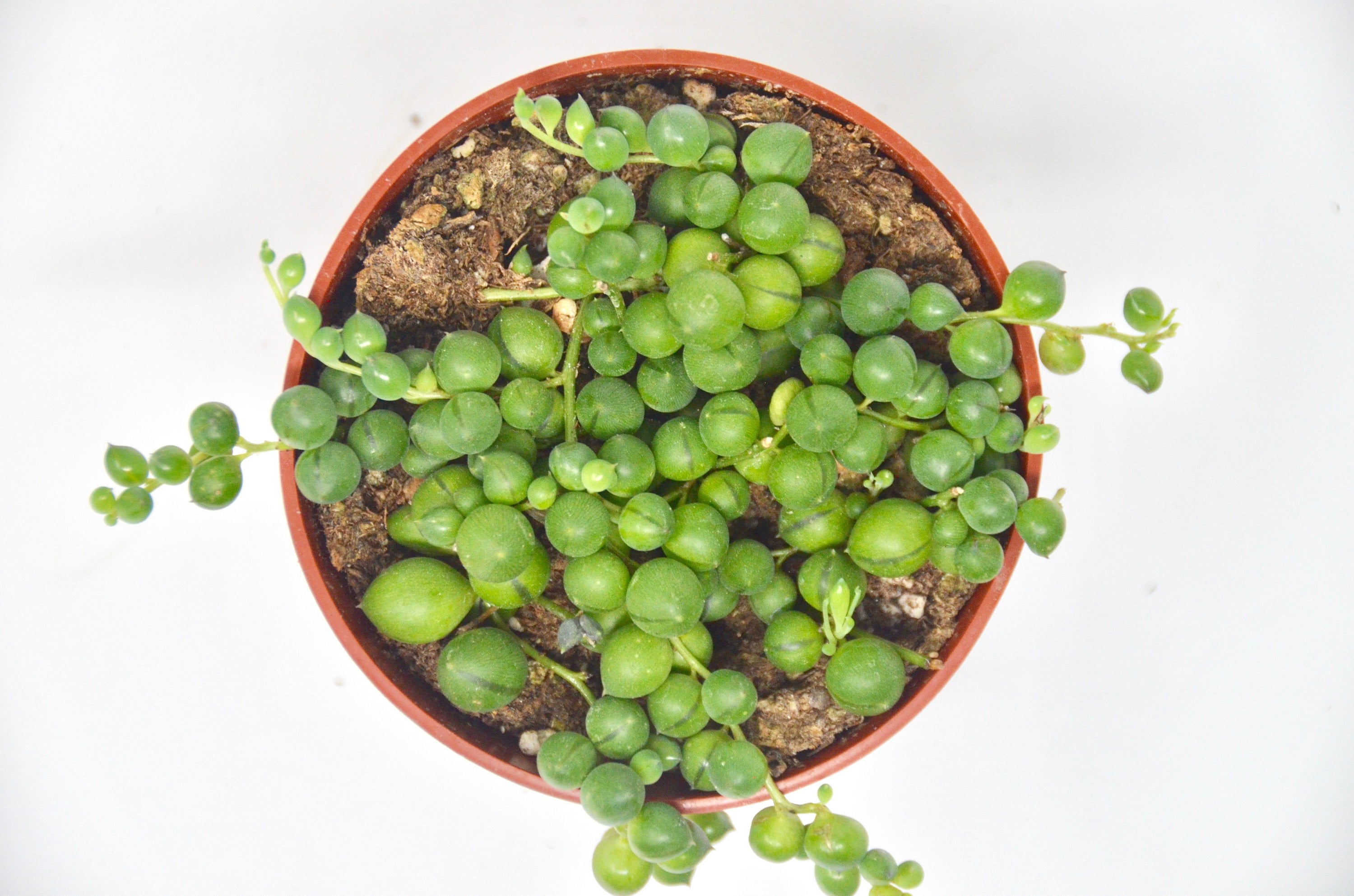 Succulent 'String of Pearls' / 4" Pot / Live Home and Garden Plants