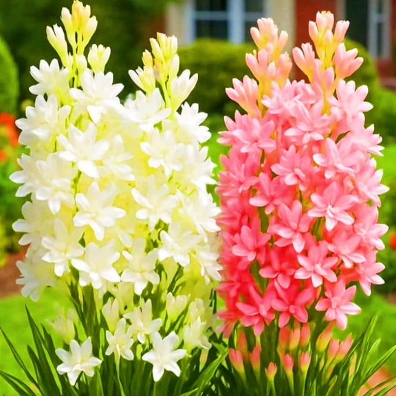 Tuberose, Low Maintenance - Easy Grow - Ideal for Beds Borders, Plant Pots & Planters