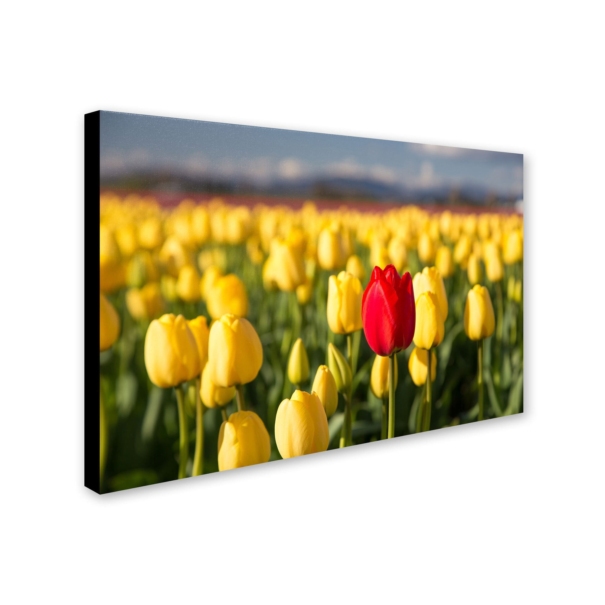 Trademark Fine Art "Red Tulip" Canvas Art by Pierre Leclerc