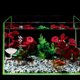 thumbnail image 4 of FESTFENDS 2Ud Comedero Acrílico Para Camarones Con Ventosa Compacto Fácil De Usar Y Limpiar, 4 of 8