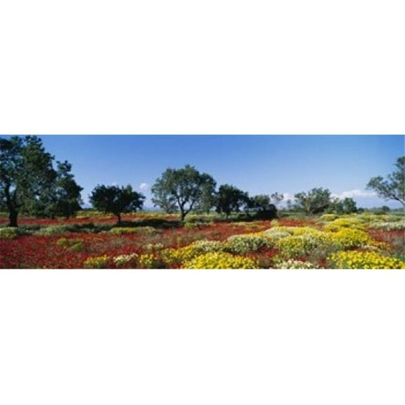 Panoramic Images PPI75866L Almond trees in a field Poppy Meadow Majorca Spain Poster Print by Panoramic Images - 36 x 12