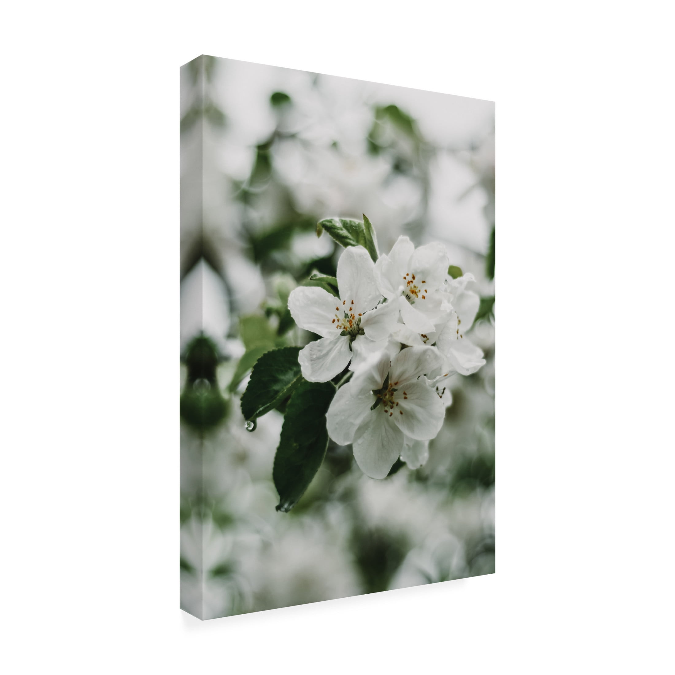 Trademark Fine Art Eva Bronzini Spring Series - Apple Blossoms in the Rain 1 12 Canvas Wall Art