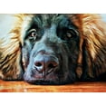 thumbnail image 2 of Aldridge, Ashley 24x19 Gold Ornate Wood Framed with Double Matting Museum Art Print Titled - Leonberger Puppy Pout, 2 of 4