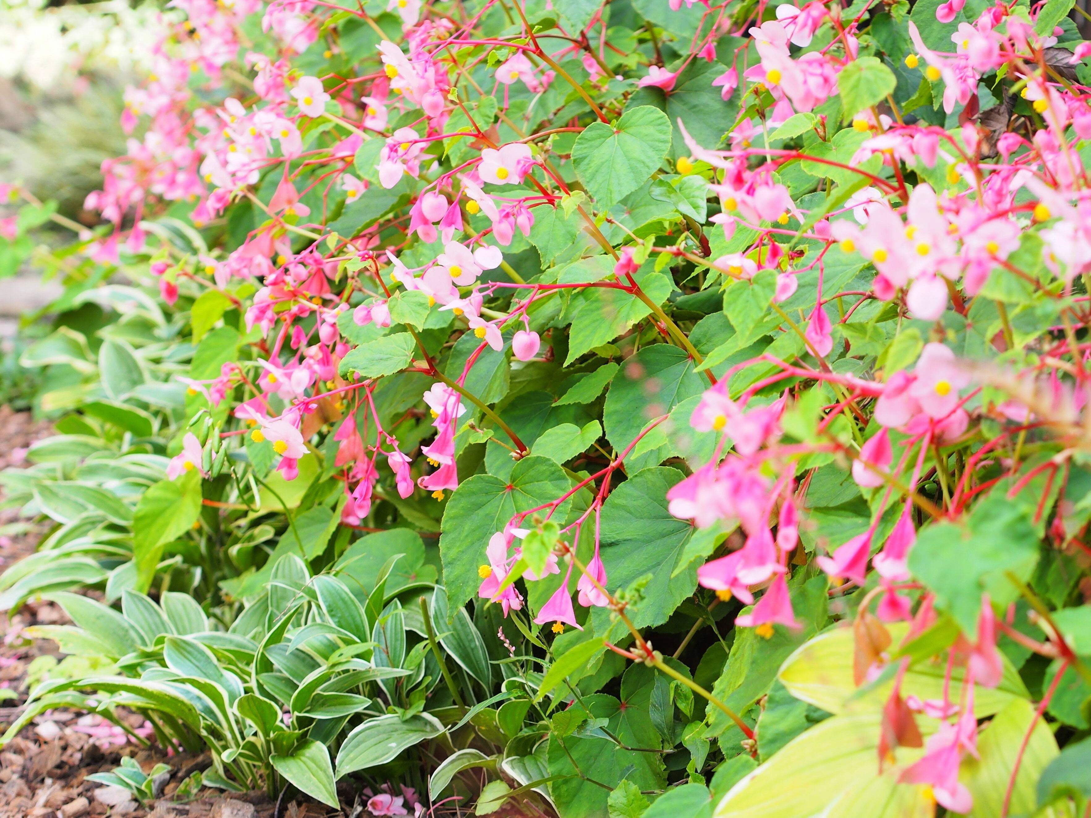 500 BULK HARDY BEGONIA Grandis Rose Pink Perennial Sun - Shade Flower Seeds