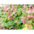 thumbnail image 5 of 500 BULK HARDY BEGONIA Grandis Rose Pink Perennial Sun - Shade Flower Seeds, 5 of 11