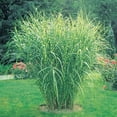 thumbnail image 3 of Direct Gardening Zebra Miscanthus Ornamenta Grass Potted Perennial Starter Plant, One per Offer, 3 of 4