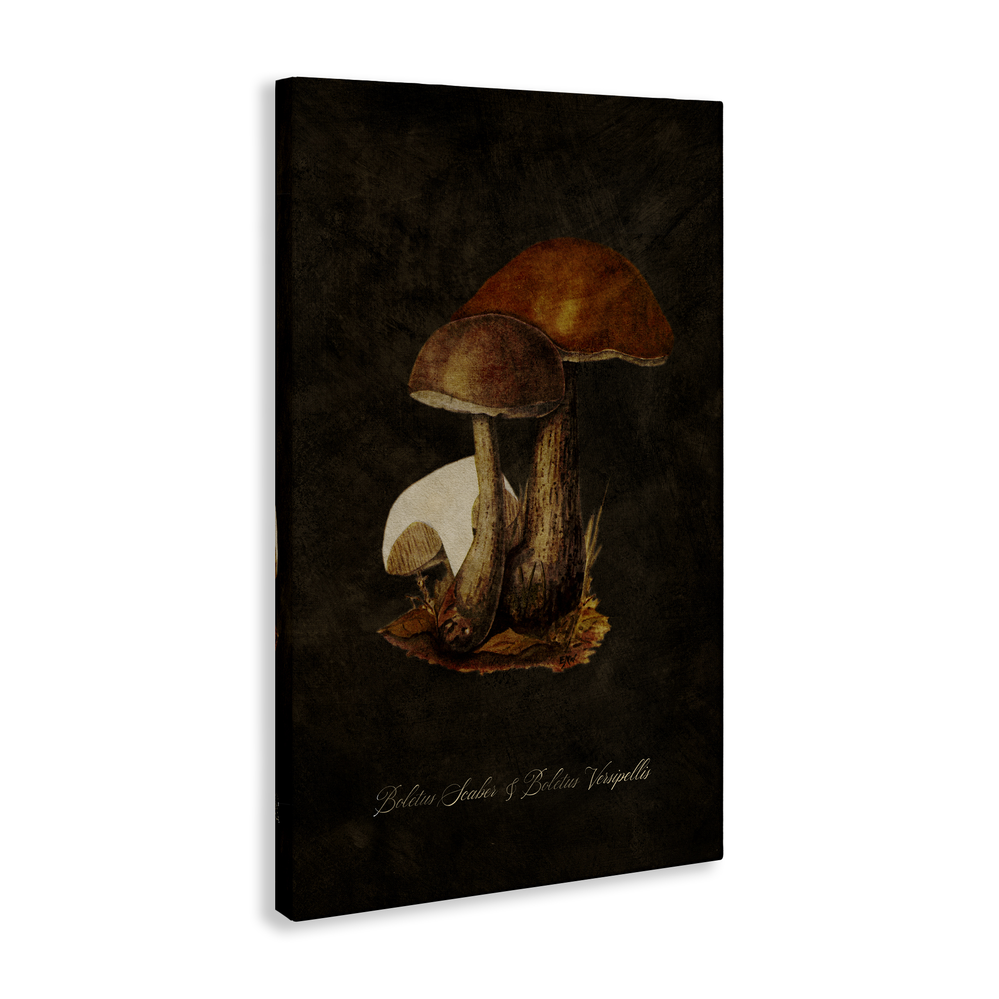 Stupell Industries Mushroom Types Study Plants & Flowers Painting Wrapped Canvas Art Print Wall Art, 30 x 45