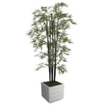 thumbnail image 1 of 78 in. Versatile Bamboo Tree with Planter, 1 of 1