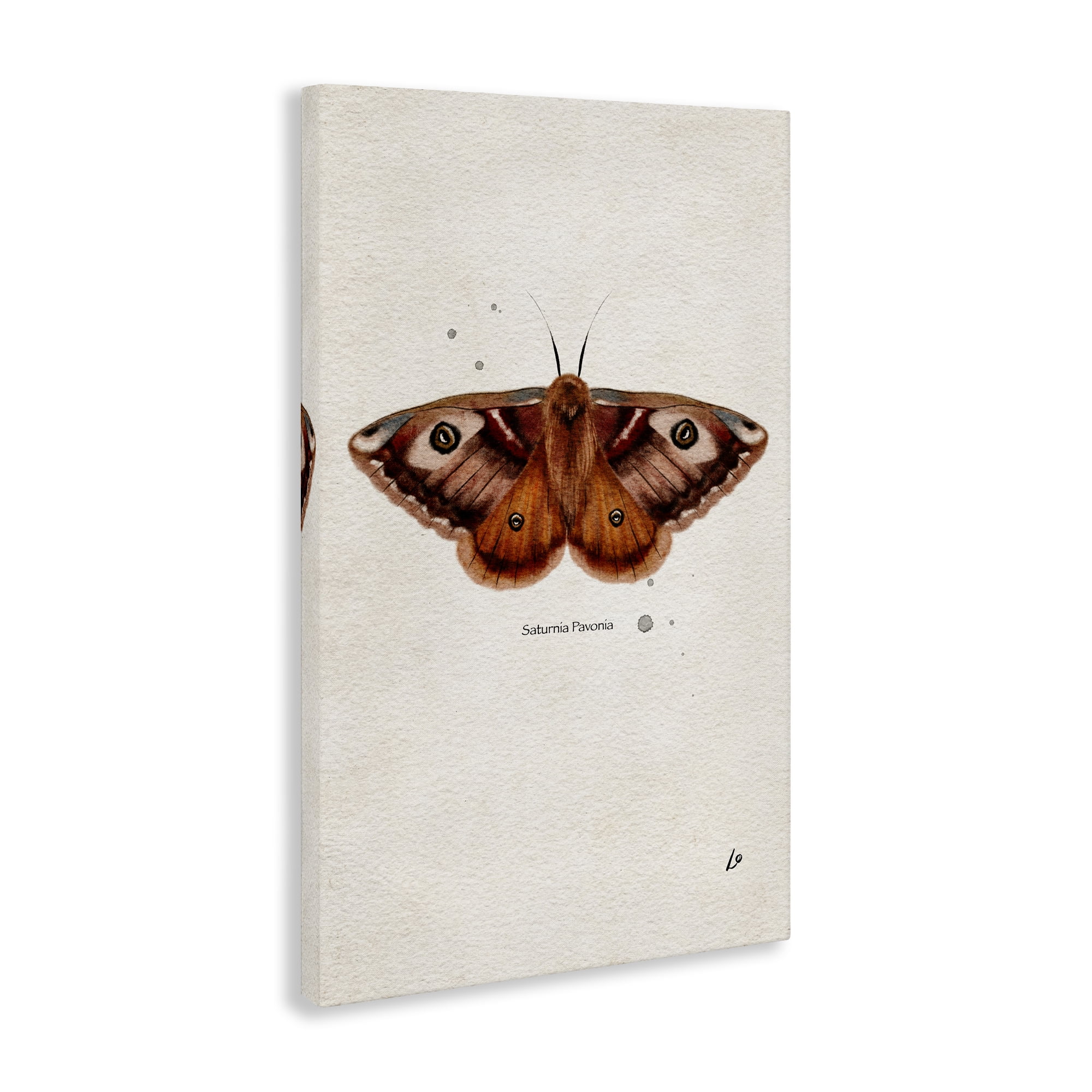 Stupell Industries Scientific Orange Moth Insects Painting Wrapped Canvas Art Print Wall Art, 16 x 24