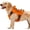 Orange, variant on Tactical Dog Harness for Large Dogs, No Pull Adjustable Reflective Pet Vest with Molle System, K9 Military-Grade Control for Service Training, Outdoor & 10+ Breeds, Red, Small