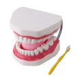 thumbnail image 1 of Modelo de dientes humanos Yuxing 6 veces con cepillo de dientes color rosa carne, 1 of 5
