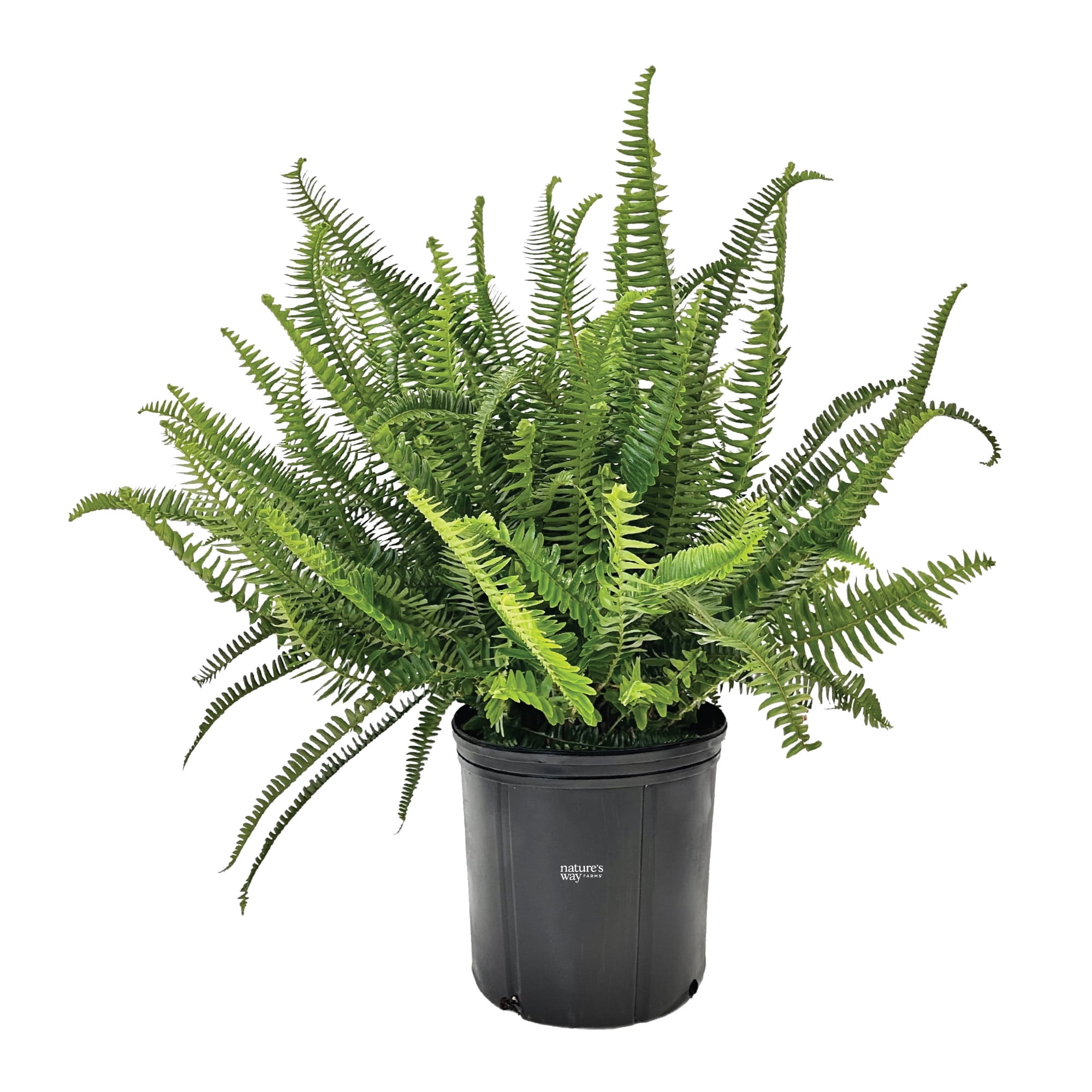 Nature's Way Farms Fern Kimberly Queen Live Plant (25-30 in. Tall) in Grower Pot