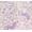 Vanilla Ice, variant on Stitch Girls Print Skater Dress with Short Sleeves, Sizes 4-12