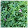 thumbnail image 3 of Everwilde Farms - 2000 Licorice Basil Herb Seeds - Gold Vault Jumbo Bulk Seed Packet, 3 of 4