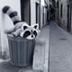thumbnail image 4 of Xihbxyly Ofertas de Liquidación de Open Box Juguete Articulado de Mapache para Inquietarse Juguete Articulado de Mapache Trashpanda y Bote de Basura, 4 of 4