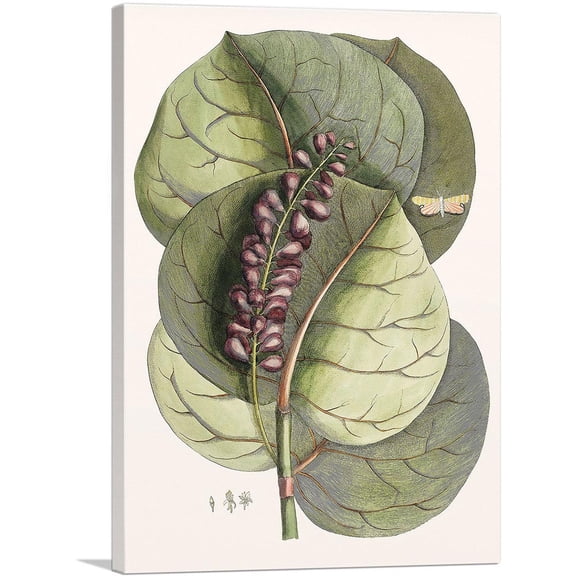 ARTCANVAS Mangrove Grape-Tree And Great Horned Butterfly Canvas Art Print by Mark Catesby - Size: 12" x 8" (0.75" Deep)