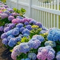 150+ Mixed Hydrangea Seeds for Planting Flowers Bush Plants Garden