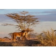 thumbnail image 2 of Catta, Alessandro 32x23 White Modern Wood Framed Museum Art Print Titled - Sisters, 2 of 4