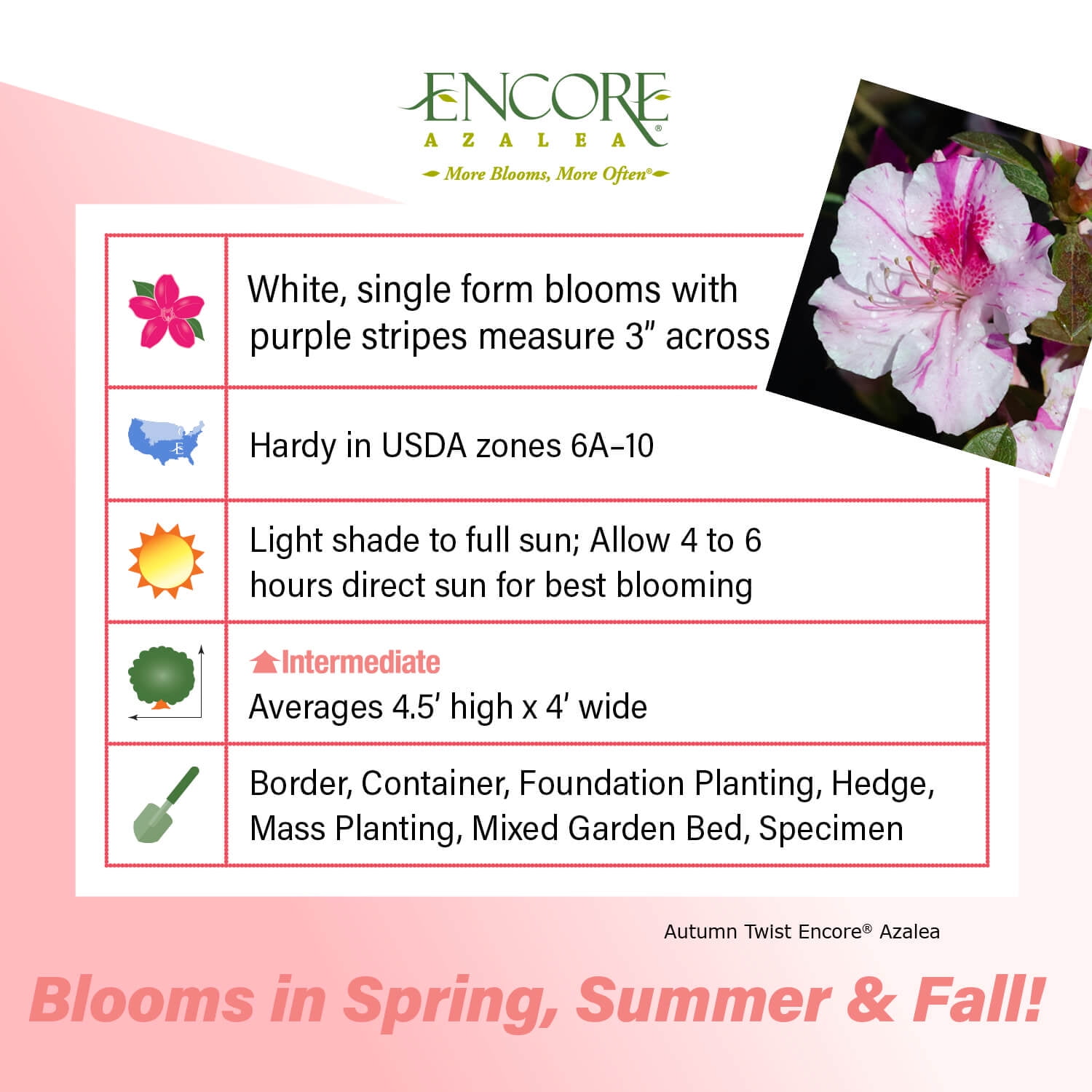 Encore Azalea Autumn Twist (1 Gallon) Purple and Pink Flowering Shrub - Full Sun Live Outdoor Plant