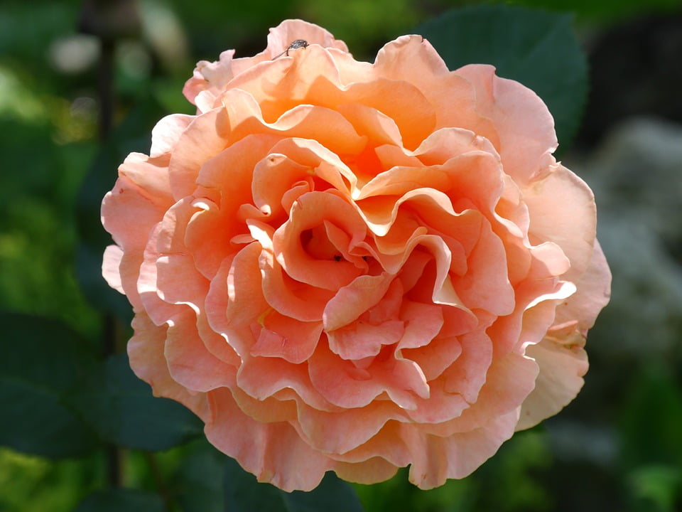Flower Background Salmon Rose-12 Inch BY 18 Inch Laminated Poster With