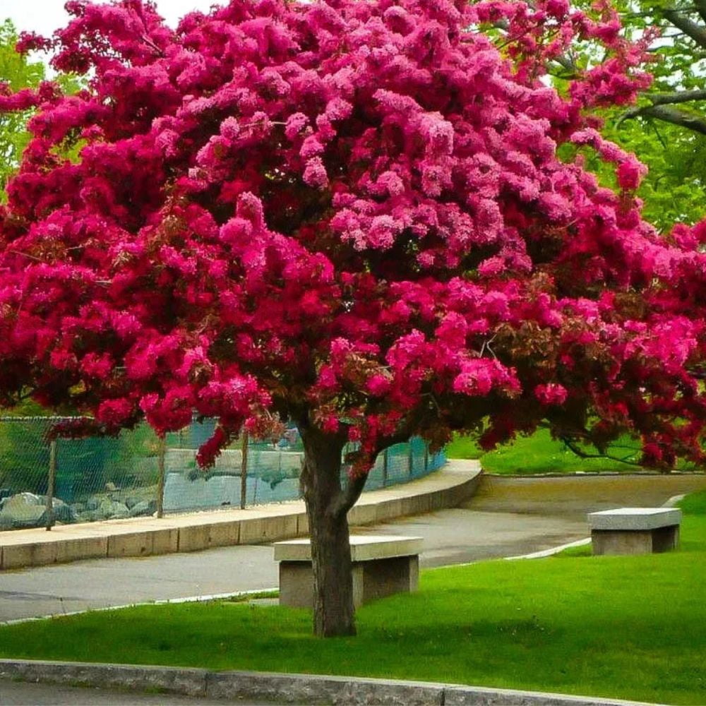 Expert Gardener 2-3 ft tall Prairiefire Crabapple Live Tree in 5-Gallon Grower Pot