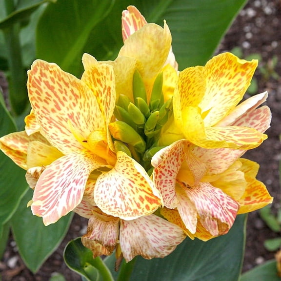 Picasso Dwarf Canna Flower Bulbs - 3 Bulbs per Pack - Deer Resistant - Grows Well In Containers - Easy to Grow Live Plants - Outdoor Garden