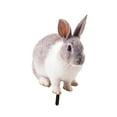 thumbnail image 3 of Almencla Animal Statue Stake Decorative Sign Statue for Path Home Porch A, 3 of 8