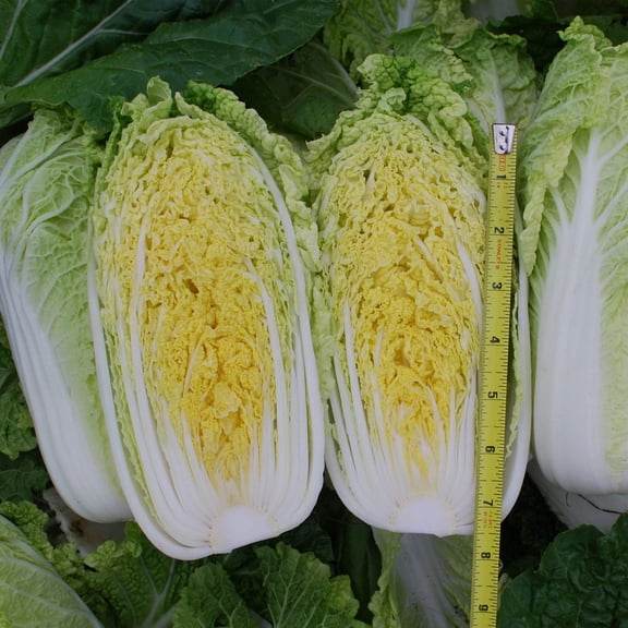 Chinese Cabbage Seeds - Mini Napa #2 - Hybrid - 1 Lb ~137600 Seeds - Non-GMO, F1 Hybrid - Asian Garden Vegetable