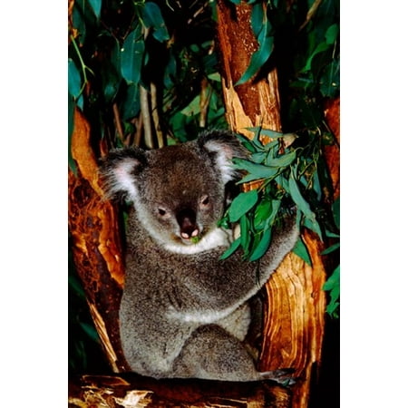 Koala on Eucalyptus Featherdale Wildlife Park Sydney Australia Canvas Art - Cindy Miller Hopkins  DanitaDelimont (17 x