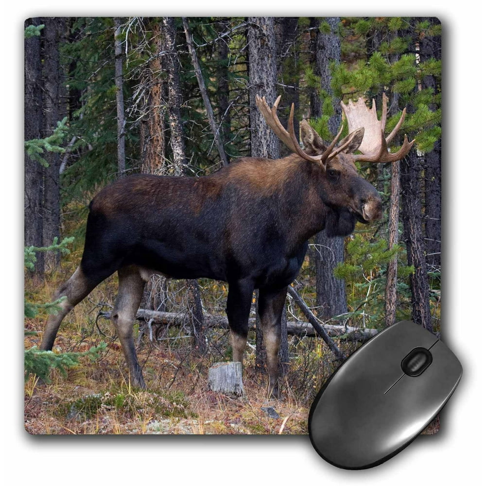 3dRose Alberta Wildlife, Moose Mouse Pad, 8 by 8inch