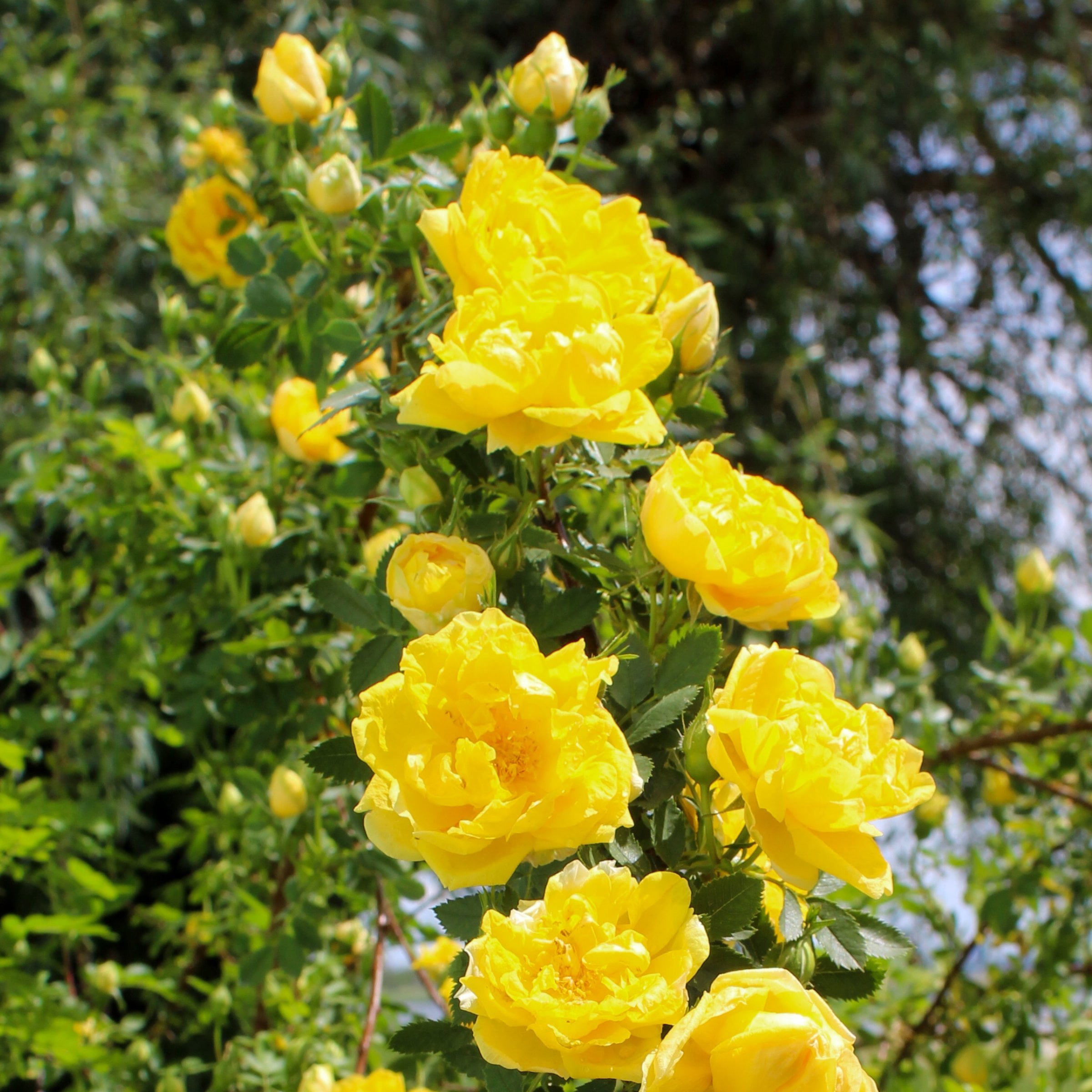National Plant Network Bare Root Rose Royal Gold with Yellow Flowers (5-pack)