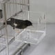 thumbnail image 5 of Jaula Para Bañera De Pájaros, Casa De Baño Transparente, Fácil De Instalar, Caja De Ducha Para Pájaros Con Ganchos Colgantes Para El Hogar, Mascotas, Pájaros, Loros Speravity EL011162-00, 5 of 5