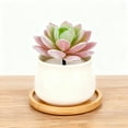 thumbnail image 4 of Lifelike Succulent In Modern Planter For Home Desk Realistic Greenery Ideal Housewarming And Event Arrangements, 4 of 4