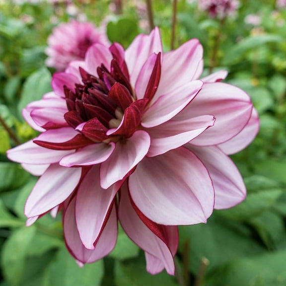 Crème de Cassis Dahlias Dormant Bare Root Plants (3-Pack)