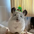thumbnail image 1 of Adorable Hat for Small and Cats with Adjustable Strap Soft Breathable Outdoor, 1 of 4