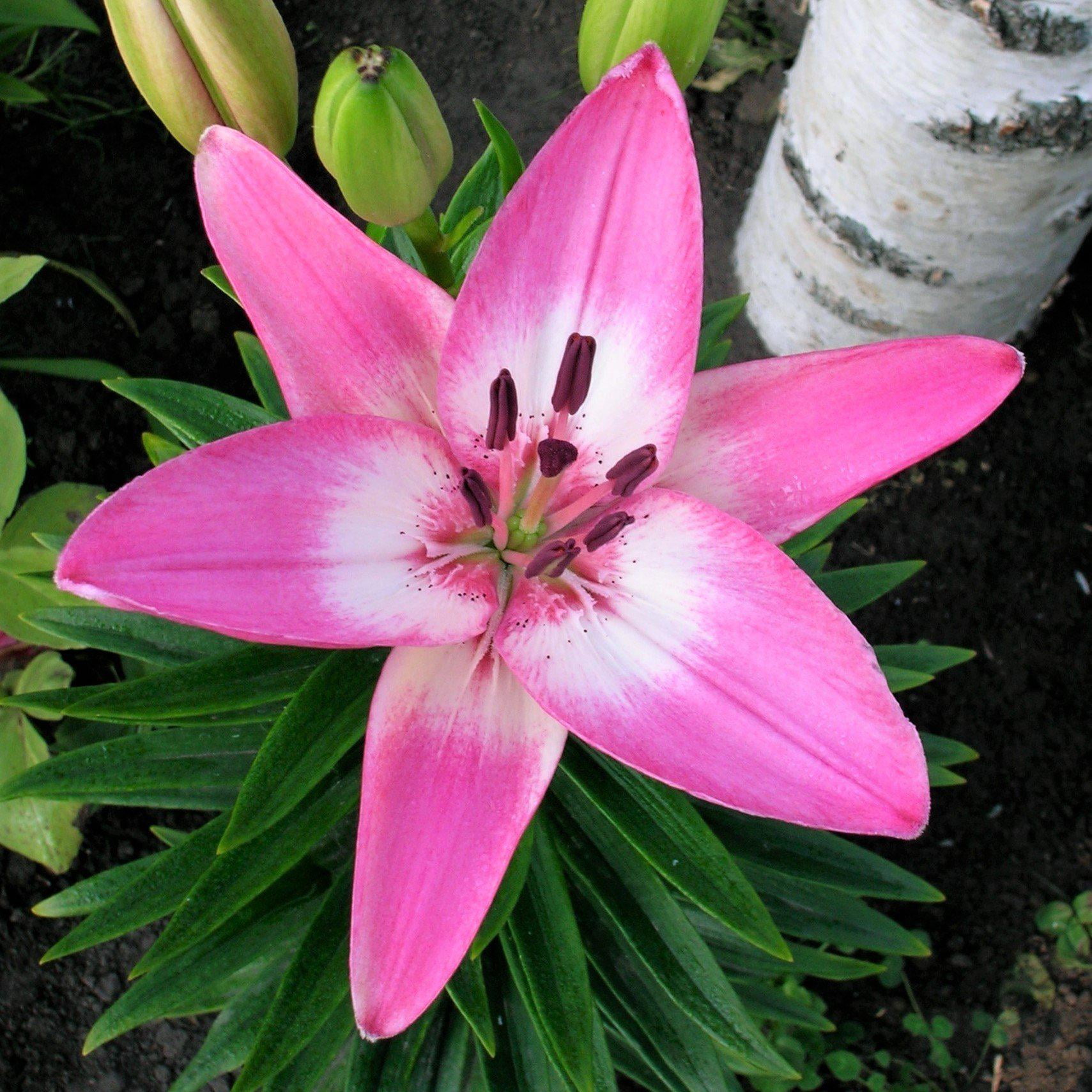 Lilium LA Hybrid Lily Arbatax (Fragrant) (3 Bulbs) Pink 
