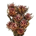 thumbnail image 2 of Vickerman 8-20" Erica Pink Plumosum Bundle, 13 flower heads per bundle, Preserved, 2 of 7
