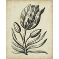 thumbnail image 2 of Vision Studio 20x24 White Modern Wood Framed Museum Art Print Titled - Distinguished Floral I, 2 of 4
