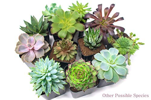 Fully Rooted in Succulent Planter Pots with Succulent Soil Unique Live Plants 20 Pack Indoor Plants Real Live Potted Succulents Cactus Decor Succulent Pots by Aquatic Arts Succulent Plants