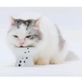 thumbnail image 2 of Cuenco Elevado NECOICHI Gato Mini prevención de reflujo y sin estrés apto para lavavajillas y microo, 2 of 9