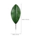thumbnail image 2 of KAKOWELY 10 piezas de hojas verdes artificiales de magnolia para decoración de arreglos florales., 2 of 4