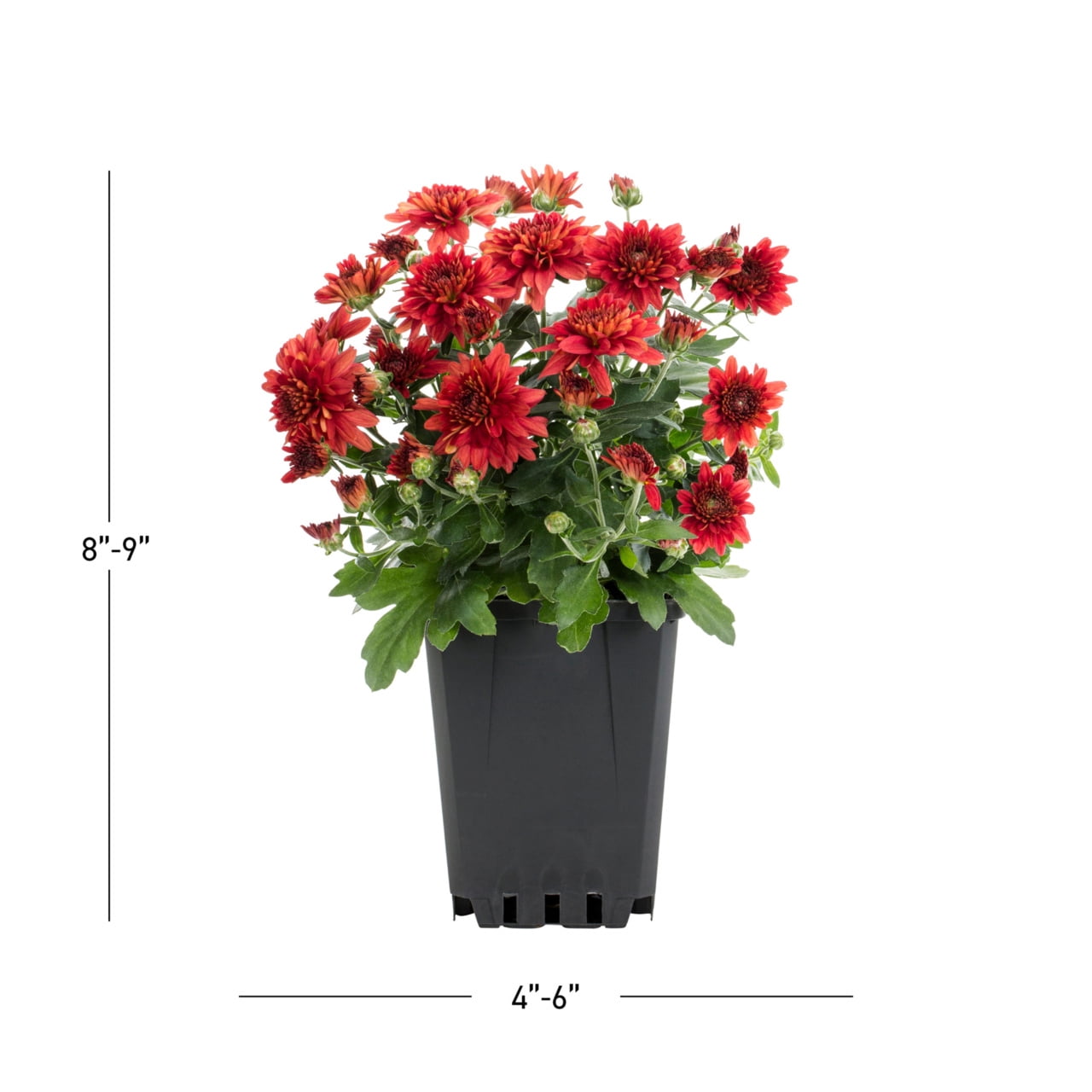 Expert Gardener Pint Red Garden Chrysanthemum Plant Sun