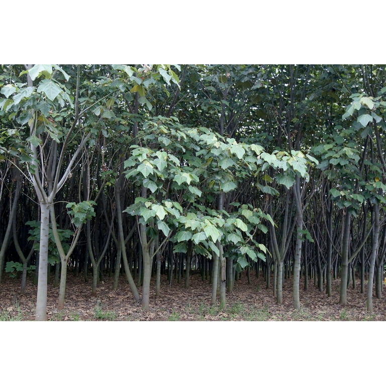 BOSKA☆チーズドーム新品☆オランダ、リアルウッド Amazon | BOSKA(ボスカ) ジロール チーズスライサー ウッド 21.5×15.5