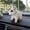 white, variant on Bobblehead for Cars, Bull Terrier Shaking Head Dog Figurine, Smooth Resin Dashboard Collectible Ornament for Car Interior, Home and Office