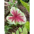 thumbnail image 5 of 'Scarlet Pimpernel' Caladium | Vibrant Shades of Red and Green (2 Bulbs), 5 of 8